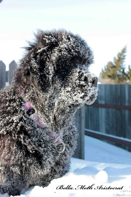 Фото: ньюфаундленд Byella Moss Aristokrat (Бэлла Мосс Аристократ)