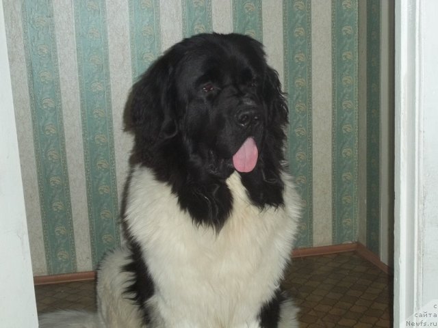 Фото: ньюфаундленд Jan Konkistador (Жан Конкистадор)