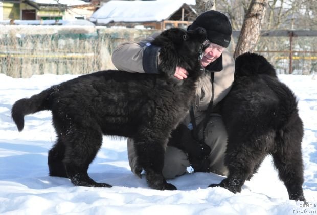 Фото: ньюфаундленд Bjornebandens Nancy Wilson, Svetlana Zyiryanova (Светлана Зырянова), Dar Svezy Believe Me, Dar Svezy Brilliant Idea