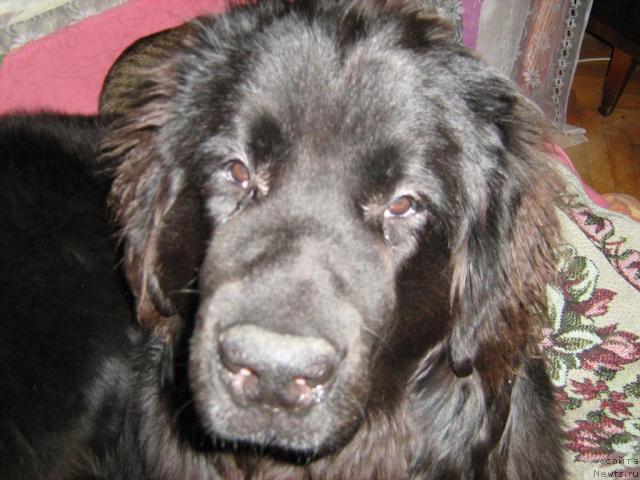 Фотография № 8918