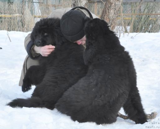 Фото: ньюфаундленд Bjornebandens Nancy Wilson, Svetlana Zyiryanova (Светлана Зырянова), Dar Svezy Believe Me, Dar Svezy Brilliant Idea