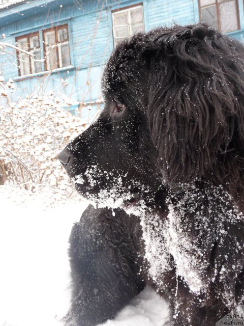 Фото: ньюфаундленд Mirabella iz Tihogo Omuta (Мирабелла из Тихого Омута)