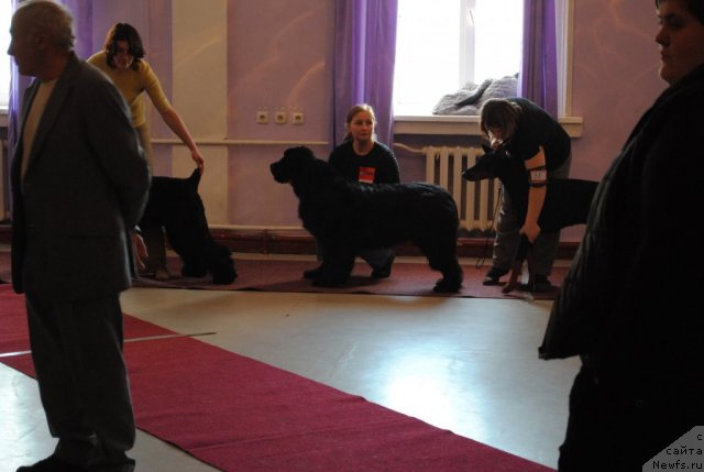 Фото: ньюфаундленд Slavjanka s Berega Dona (Славянка с Берега Дона)