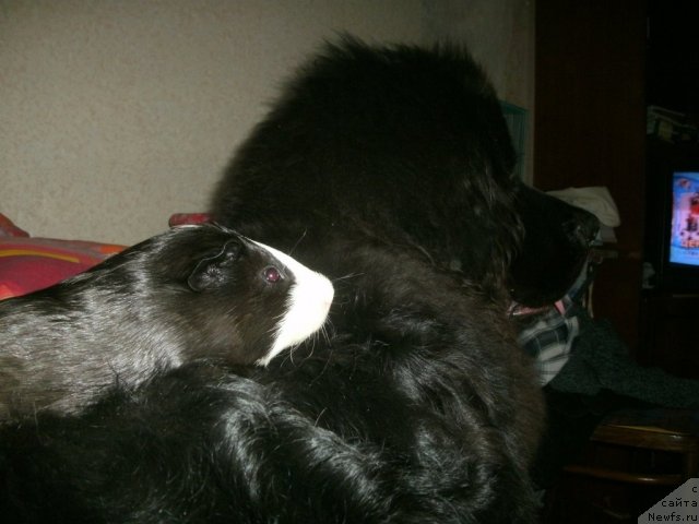 Фото: ньюфаундленд Kiper Soul Layon Hyeert (Кипер Соул Лайон Хэерт)