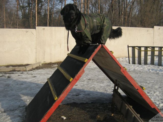 Фото: ньюфаундленд Sent Djons Ulla for Kara Ayular (Сент Джонс Улла для Кара Аюлар)