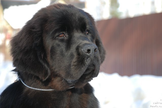 Фото: ньюфаундленд Piternyuf Monte Kristo (Питерньюф Монте Кристо)