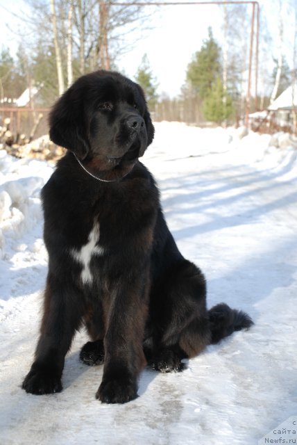 Фото: ньюфаундленд Piternyuf Monte Kristo (Питерньюф Монте Кристо)