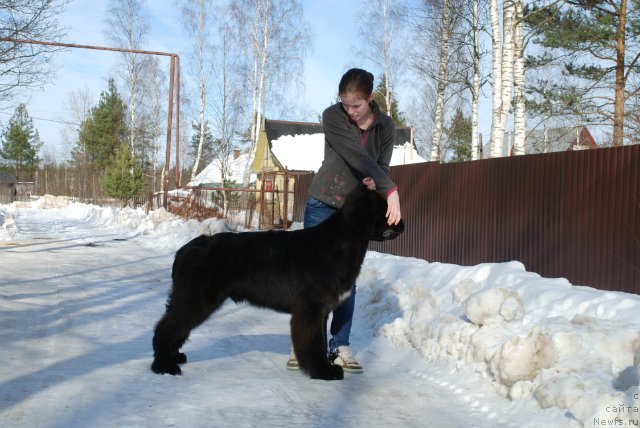 Фото: ньюфаундленд Piternyuf Monte Kristo (Питерньюф Монте Кристо)