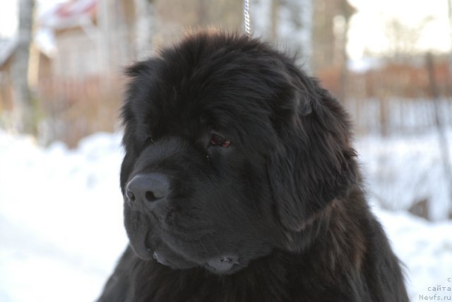 Фотография № 89227