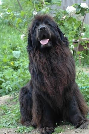 Фото: ньюфаундленд Potap Intriga Dlja Sent Djons (Потап Интрига для Сент Джонс)