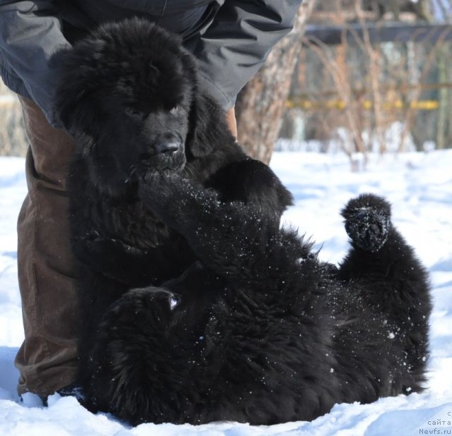 Фото: ньюфаундленд Bjornebandens Nancy Wilson, Dar Svezy Believe Me - Белл, Dar Svezy Brilliant Idea - Ида
