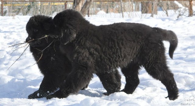 Фото: ньюфаундленд Bjornebandens Nancy Wilson, Dar Svezy Believe Me and Dar Svezy Brilliant Idea