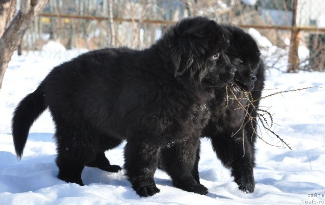 Фото: ньюфаундленд Bjornebandens Nancy Wilson, Dar Svezy Believe Me and Dar Svezy Brilliant Idea