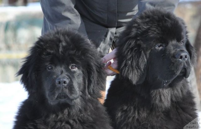 Фото: ньюфаундленд Bjornebandens Nancy Wilson, Dar Svezy Brilliant Idea and Dar Svezy Believe Me