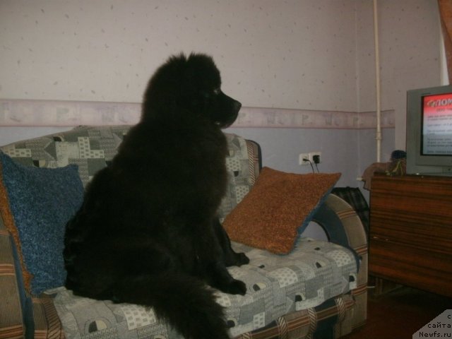 Фото: ньюфаундленд Kiper Soul Layon Hyeert (Кипер Соул Лайон Хэерт)