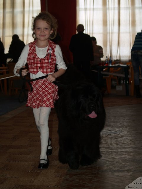 Фото: ньюфаундленд Plushevaya Panda Ustinja Savelevna (Плюшевая Панда Устинья Савельевна)