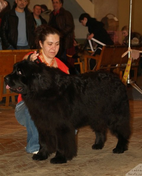 Фото: ньюфаундленд Plushevaya Panda Ustinja Savelevna (Плюшевая Панда Устинья Савельевна)