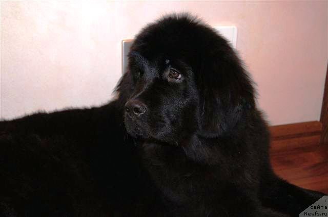 Фотография № 89250