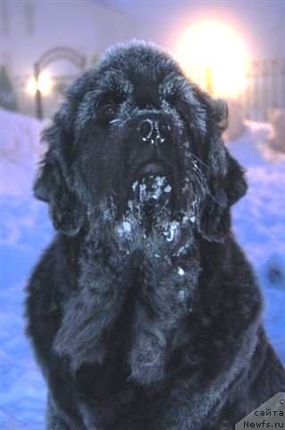 Фото: ньюфаундленд Alisa Radost' SHokoladnoy Mamyi (Алиса Радость Шоколадной Мамы)