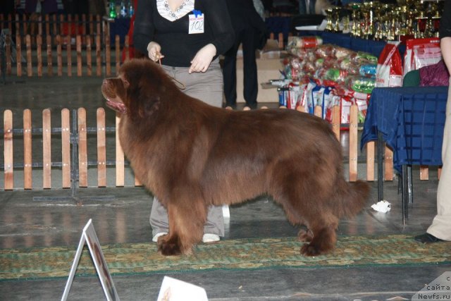 Фото: ньюфаундленд Komandor iz Medvej'ego YAra (Командор из Медвежьего Яра)