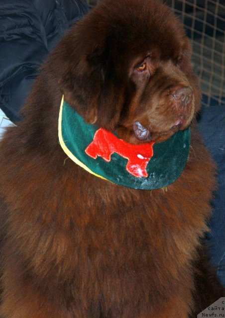 Фото: ньюфаундленд Komandor iz Medvej'ego YAra (Командор из Медвежьего Яра)