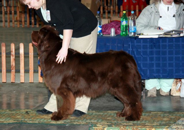 Фото: ньюфаундленд Koketka ot CHannel iz Medvej'ego YAra (Кокетка от Чаннел из Медвежьего Яра)