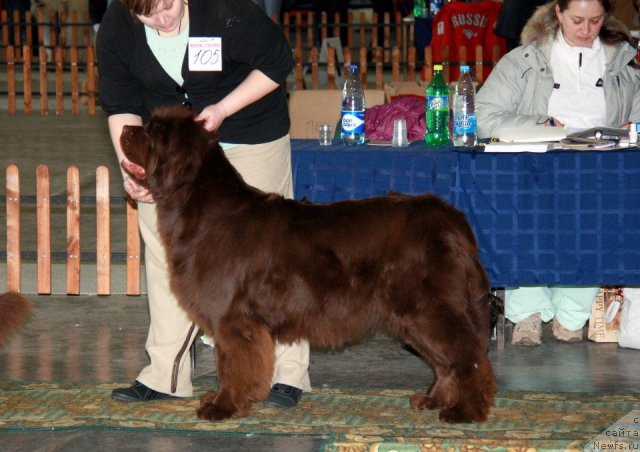 Фото: ньюфаундленд Koketka ot CHannel iz Medvej'ego YAra (Кокетка от Чаннел из Медвежьего Яра)