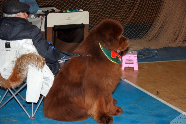 Фото: ньюфаундленд Komandor iz Medvej'ego YAra (Командор из Медвежьего Яра)