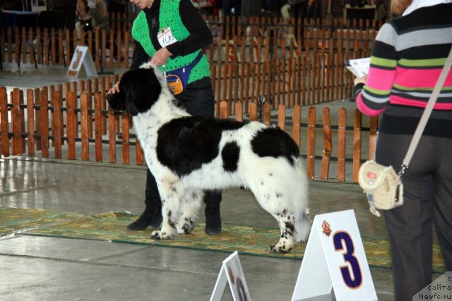 Фото: ньюфаундленд Blyek Diamond Agidel' ot Potapa Teodorro (Блэк Диамонд Агидель от Потапа Теодорро)