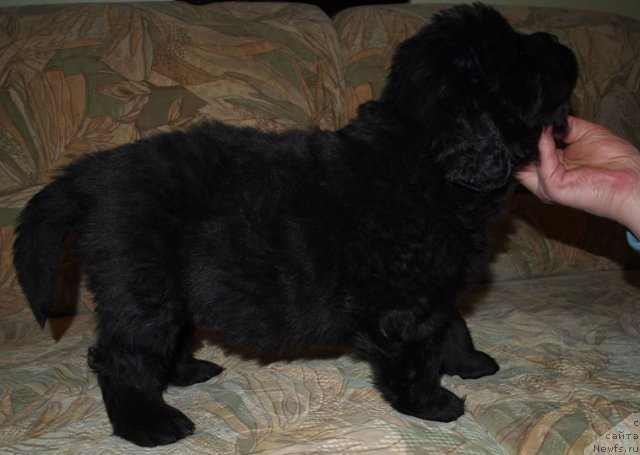 Фото: Щенки, ньюфаундленд Krasivaya Zateya (Красивая Затея), ньюфаундленд King of Helluland Good Friend