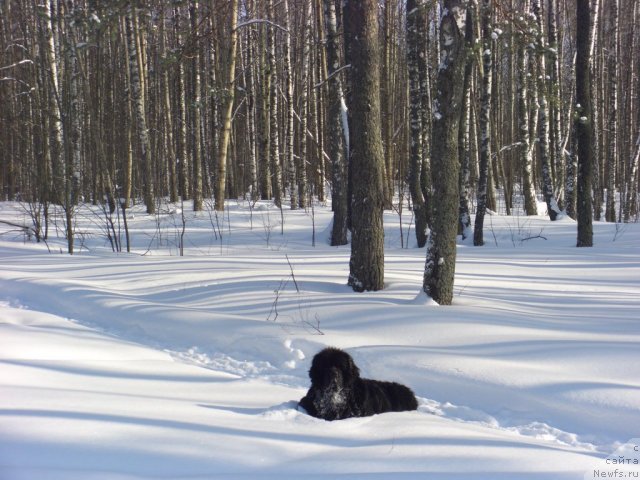 Фото: ньюфаундленд Andjel Viktorius (Анджел Викториус)