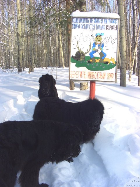 Фото: ньюфаундленд Akin Soul Sofiya (Акин Соул София), ньюфаундленд Lesnaya Skazka Lunnaya Sonata (Лесная Сказка Лунная Соната)