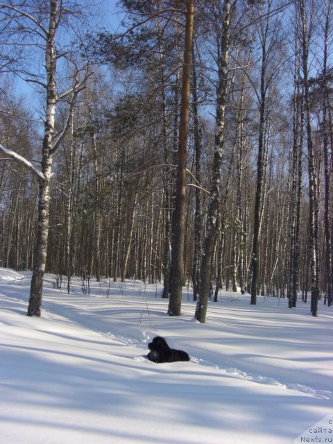 Фото: ньюфаундленд Andjel Viktorius (Анджел Викториус)