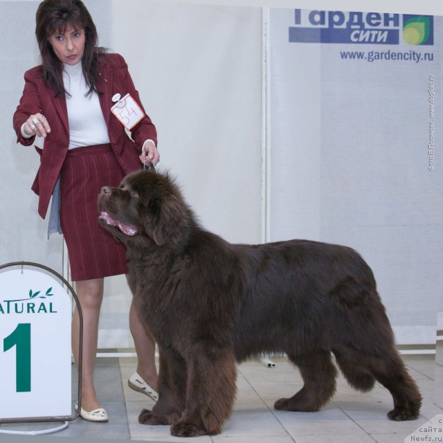 Фото: ньюфаундленд Aquatoriya Kelvin Royal Teddy Bear (Акватория Келвин Ройал Тедди Беар)