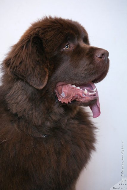 Фото: ньюфаундленд Aquatoriya Kelvin Royal Teddy Bear (Акватория Келвин Ройал Тедди Беар)