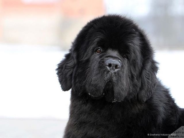 Фото: ньюфаундленд Bowaters Braveheart Nuo Ozo Kalvu