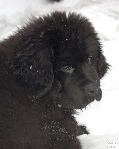 Фото: ньюфаундленд Sent Djons Orfey (Сент Джонс Орфей)