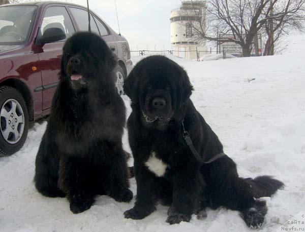 Фото: ньюфаундленд Dans Memori F'yudjan Rif (Данс Мемори Фьюджан Риф), ньюфаундленд Super Bizon Antaliya (Супер Бизон Анталия)