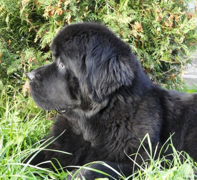 Фото: ньюфаундленд Beguschaya po Volnam Vsya Takaya Rastakaya (Бегущая по Волнам Вся Такая Растакая)