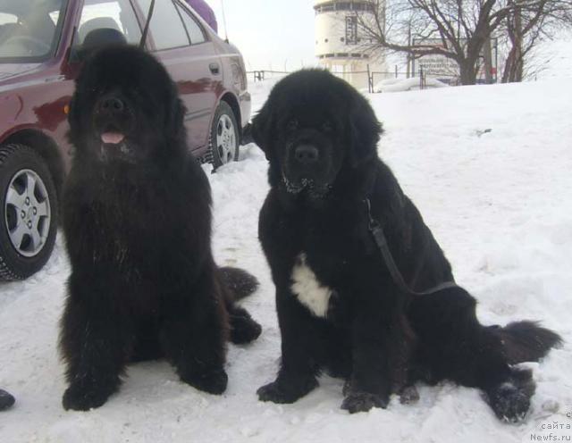 Фото: ньюфаундленд Dans Memori F'yudjan Rif (Данс Мемори Фьюджан Риф), ньюфаундленд Super Bizon Antaliya (Супер Бизон Анталия)