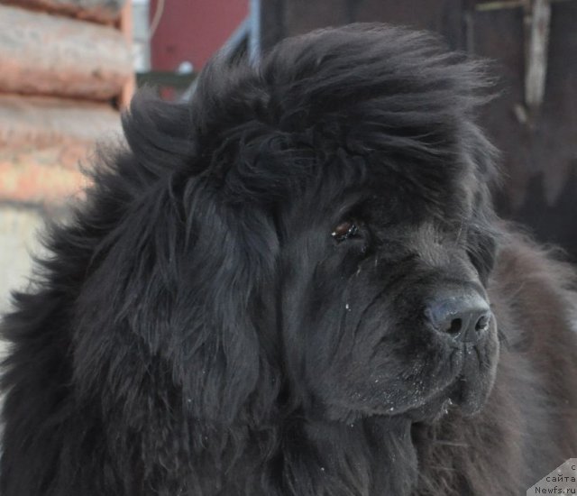 Фотография № 89332