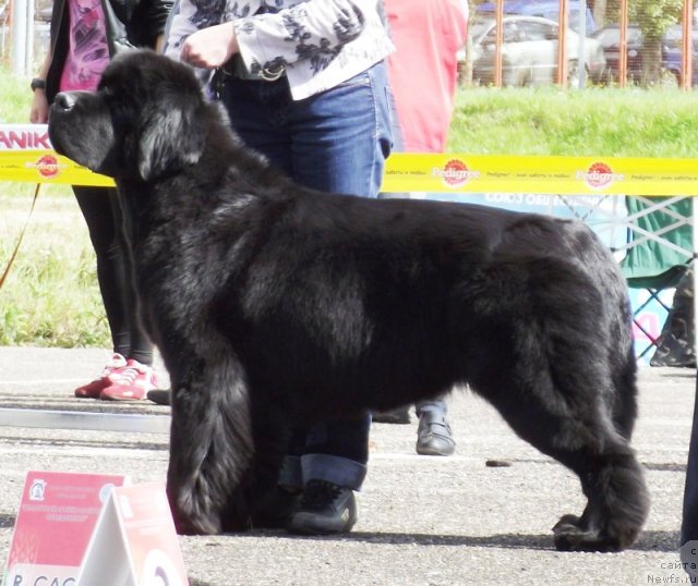 Фото: ньюфаундленд Beguschaya po Volnam Vsya Takaya Rastakaya (Бегущая по Волнам Вся Такая Растакая)