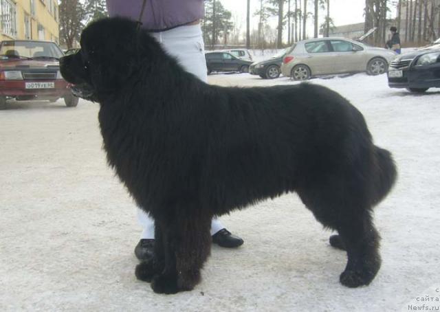 Фото: ньюфаундленд Dans Memori F'yudjan Rif (Данс Мемори Фьюджан Риф)