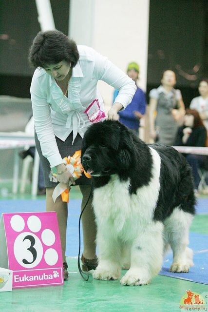 Фото: ньюфаундленд Chatkantarra Taro