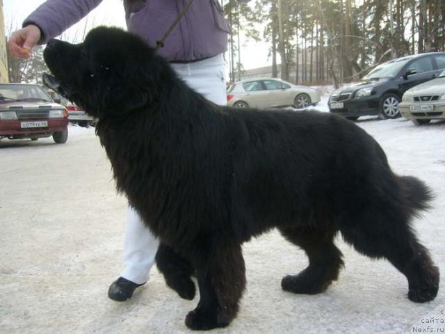 Фото: ньюфаундленд Dans Memori F'yudjan Rif (Данс Мемори Фьюджан Риф)