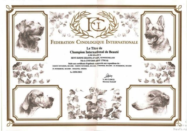 Фото: ньюфаундленд Sent Djons Zanna D'Ark (Сент Джонс Жанна Д'Арк)