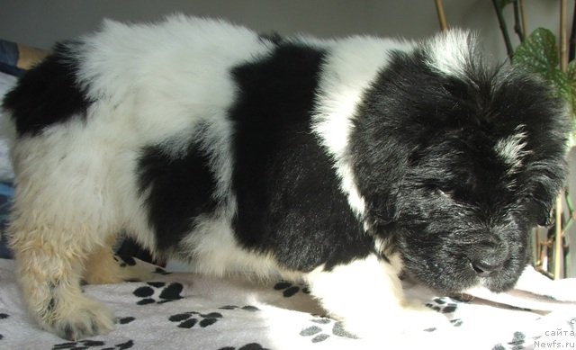 Фото: ньюфаундленд Plushevaya Panda Chloe (Плюшевая Панда Хлоя)