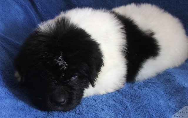 Фото: ньюфаундленд Plushevaya Panda Chloe (Плюшевая Панда Хлоя)