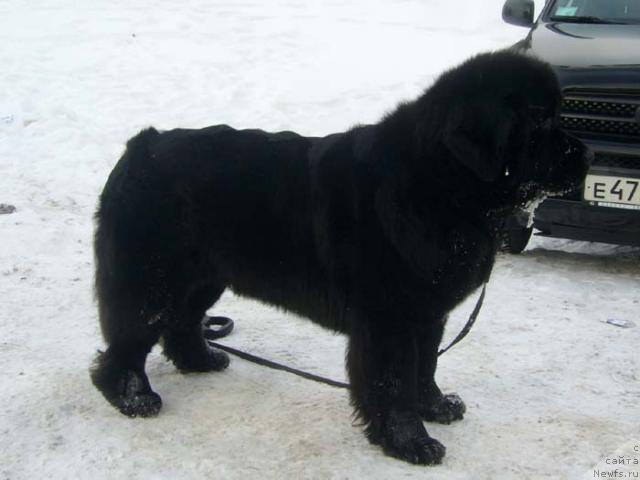 Фото: ньюфаундленд Super Bizon Antaliya (Супер Бизон Анталия)