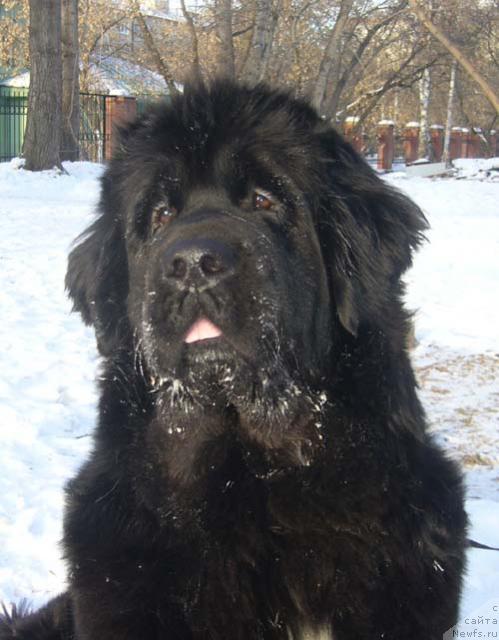 Фото: ньюфаундленд Super Bizon Antaliya (Супер Бизон Анталия)